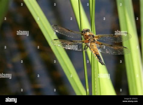 Four Spotted Chaser Dragonfly Libellula Quadrimaculata Photographed In