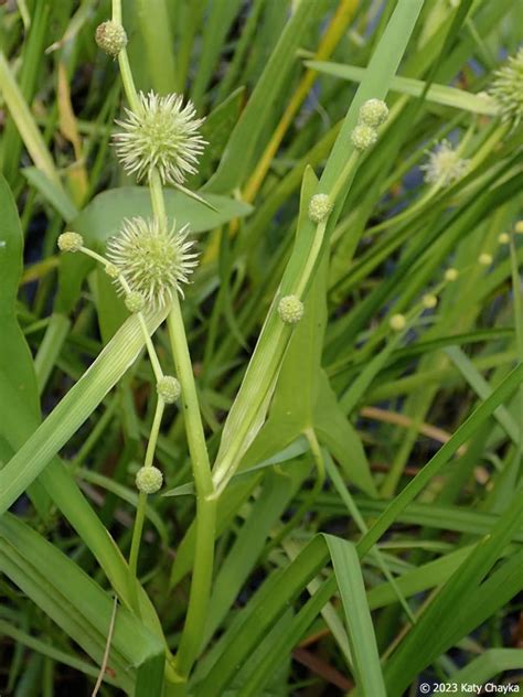 Sparganium Androcladum Branched Bur Reed Minnesota Wildflowers