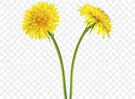 Dandelion Yellow Flower Clip Art PNG 566x600px Dandelion Annual