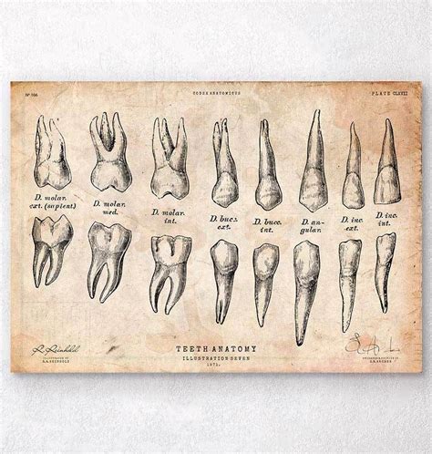 Teeth anatomy chart – Artofit