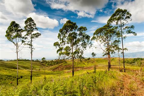 Elevation Of Dahilayan Adventure Park Manolo Fortich Bukidnon