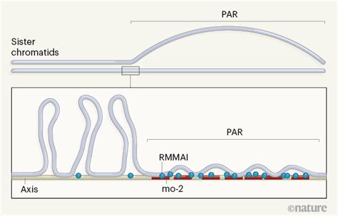 How Sex Chromosomes Break Up To Get Together