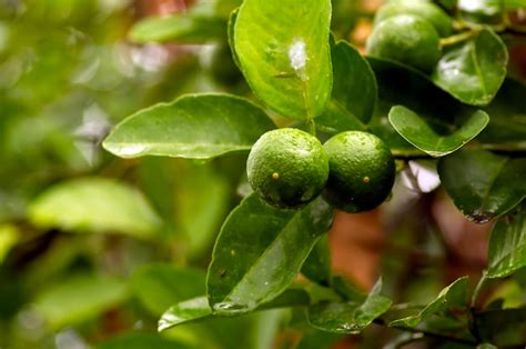 Premium Photo | Fresh lemon lime citrus aurantifolia on the tree