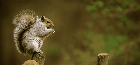 Squirrel Sounds - What Do Squirrels Sound Like?