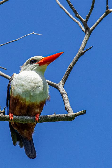 Gray Headed Kingfisher 6 Brocks Missions Flickr