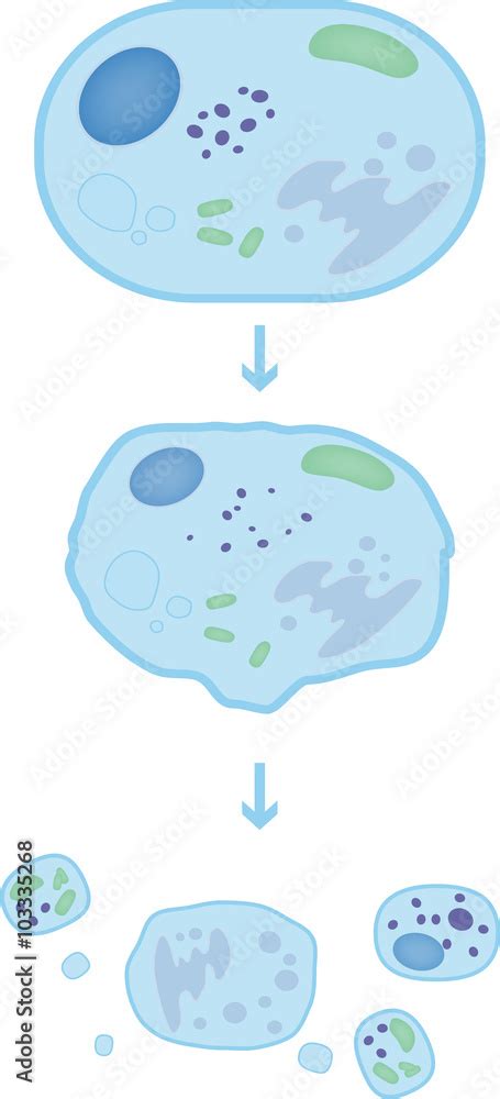 Apoptosis Stock Vector Adobe Stock