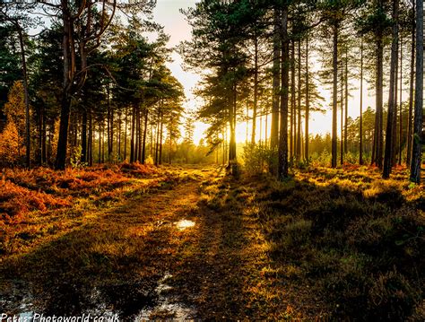 New Forest Autumn Colours – Petes-PhotoWorld.co.uk