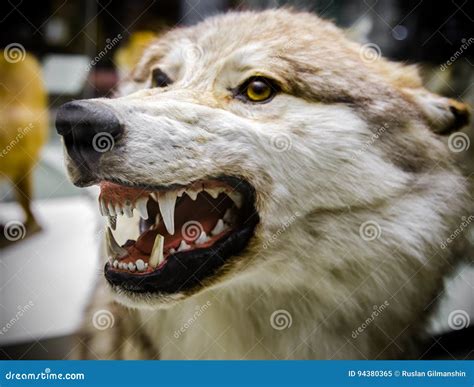 Angry Wolf Showing His Teeth Stock Image Image Of Natural Canada