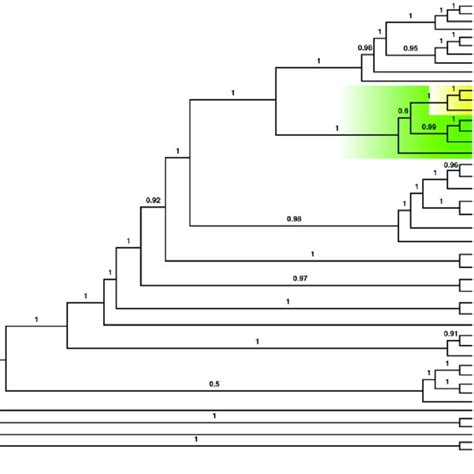 Maximum Likelihood Phylogenetic Reconstruction Of 38 Protein Coding