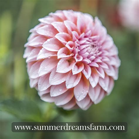 Dahlia Peaches N Cream — Dahlia Summerdreamsfarm