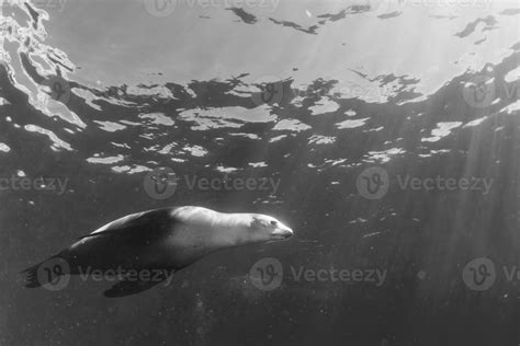 sea lion underwater 20438714 Stock Photo at Vecteezy