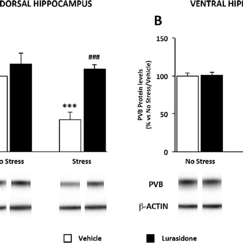 Gene Expression Analysis Of Interneuron Markers Parvalbumin Pvb Download Scientific Diagram