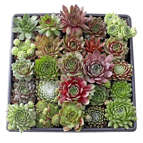 Bulk Succulents Wholesale Succulents Cheap Succulents