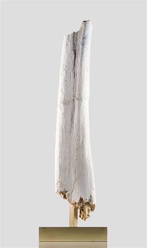Fossils For Sale Highly Rated Museum Quality Always ≈