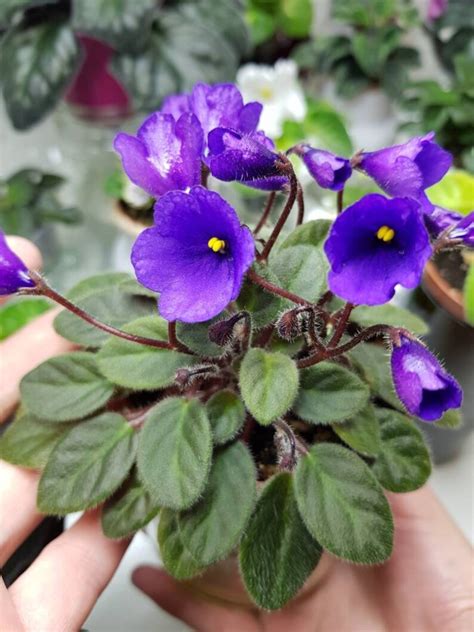 African Violet Miniature Trailer Indoor Vallarta Etsy