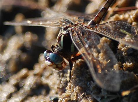 Russet Tipped Clubtail Project Noah