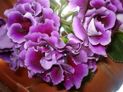 Gloxínie, obdule,Sinningia hybrida | Aubrieta.cz