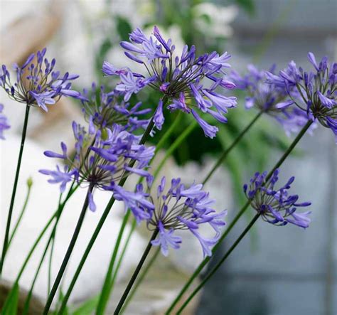 Agapanthus Donau African Lily