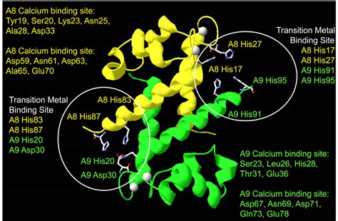 Ribbon Diagram Of Calcium Bound Calprotectin Showing Likely Transition