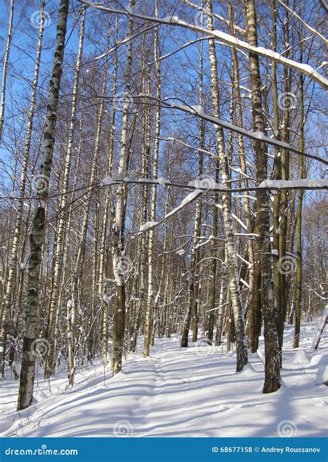 Russian Forest Path Stock Photo Image Of Grove Landscape 68677158