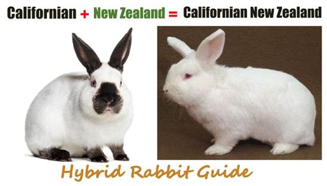 Californian X New Zealand The Ultimate Hybrid Rabbit Guide