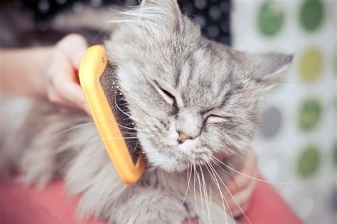 Кошка линяет – как помочь себе и ей