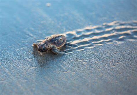 Sea Turtle Nesting Season | Tropical Breeze Resort & Hotel