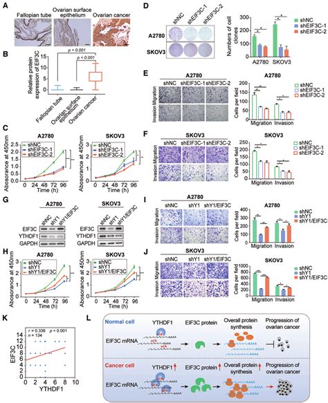 Ythdf1 Promotes Cell Growth And Migration Of Ovarian Cancer Cells Download Scientific Diagram