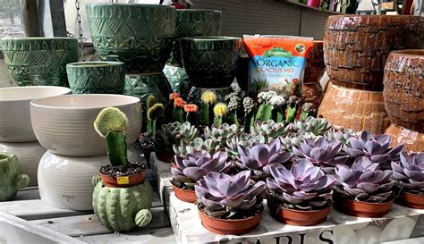 Succulents and Ceramic Pots – Down to Earth Living - Garden Center ...