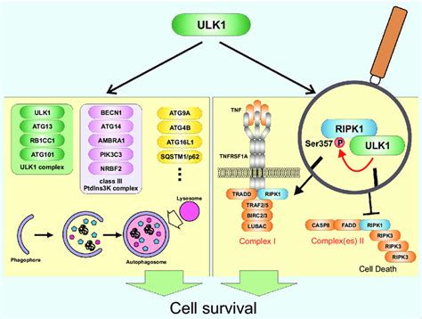 Ulk1 Springerlink 44 Off Brunofuga Adv Br