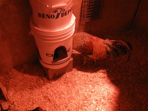 16 Diy 5 Gallon Bucket Chicken Feeder Ideas