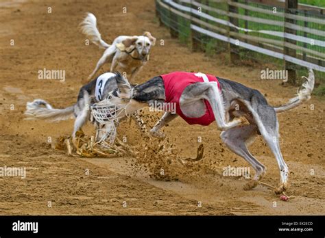 Greyhound racing, Hamburg, Germany Stock Photo - Alamy