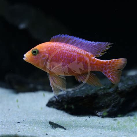 Cichlid Peacock Dragons Blood Aulonocara Sp Hybrid Aquatics Unlimited