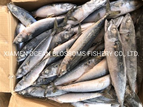 Best Sea Frozen Pacific Mackerel For Bait Scomber Japonicus Tuna Bait