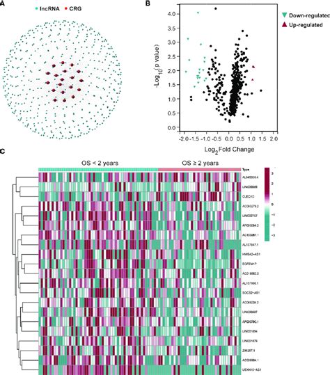 Twenty One Differentially Expressed Cuproptosis Related Lncrnas In Aml