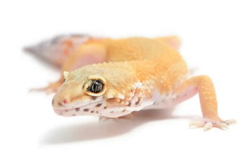 Leopard Gecko Eye Infections Symptoms Causes Treatment Reptile Craze