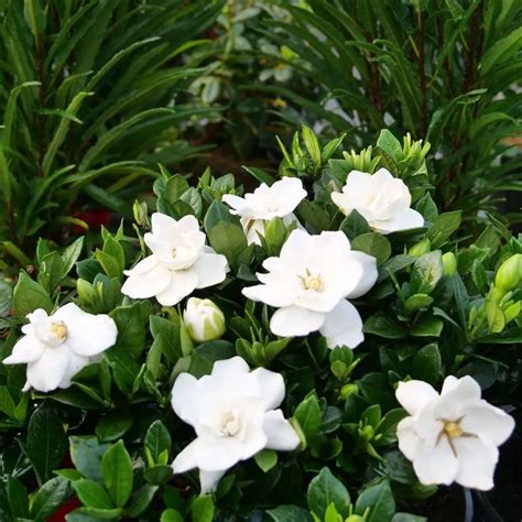 Gardenia Steady As She Goes 3 Trees To Plant Deer Proof Plants