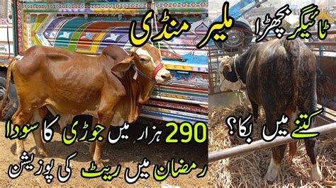 Malir Mandi Karachi Cattle Rates Update 5 April 2022 Cow Mandi 2022