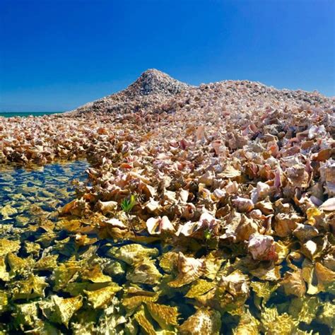 Conch Island – A Man-Made Island Built Out of Millions of Conch Shells ...