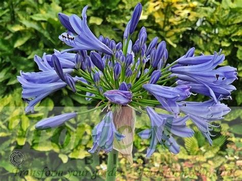 Agapanthus Praecox From Tropical Britain