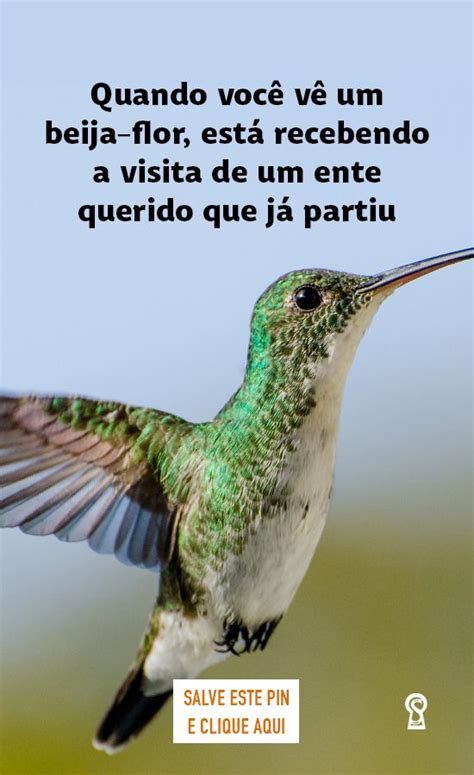 Quando Voc V Um Beija Flor Est Recebendo A Visita De Um Ente