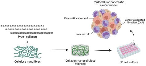 Frontiers 3d Collagen Nanocellulose Matrices Model The Tumour