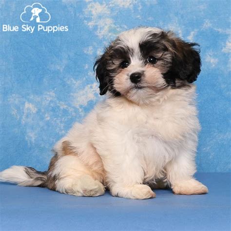 Teddy Bear Puppies for Sale | Blue Sky Puppies
