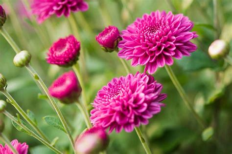 How To Grow Chrysanthemums Rhs Gardening