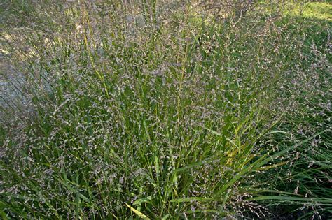 Panicum virgatum (Blackwell Switchgrass) seeds - Phoenix Desert Seeds