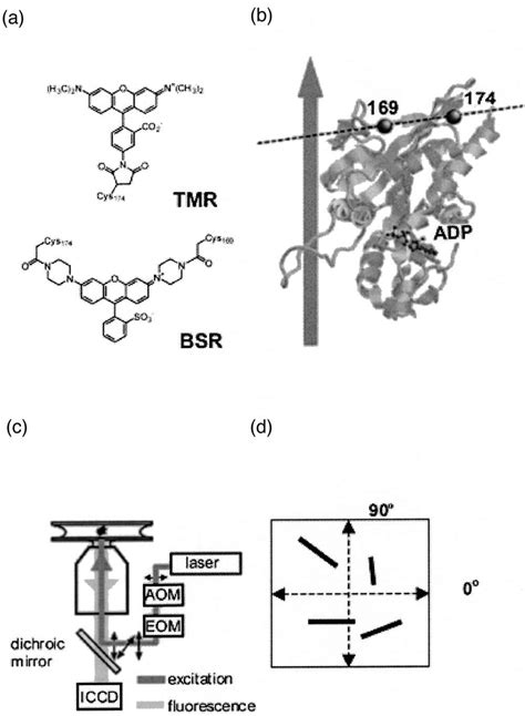 Strategy For Fluorescent Labeling And Observation Of Kinesin Molecules