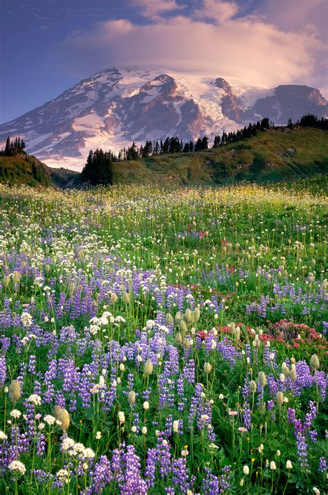 Mount Rainier Paradise Meadows Wildflowers Alan Majchrowicz Photography