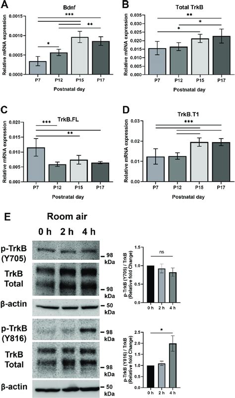 The Expression Of Bdnf And Trkb In The Retinas From Room Air Mice The