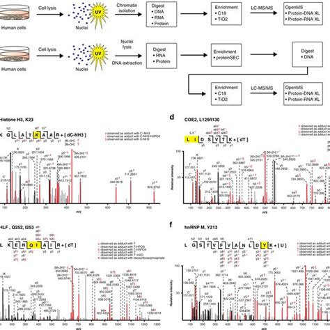 DNA-protein and RNA-protein cross-links in human cells a Cross-linking ...