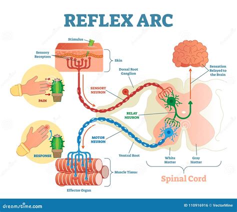 Spinal Reflex Arc Anatomical Scheme Vector Illustration With Stimulus